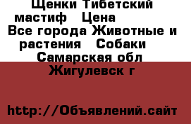  Щенки Тибетский мастиф › Цена ­ 50 000 - Все города Животные и растения » Собаки   . Самарская обл.,Жигулевск г.